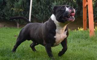 Описание американского булли с фото: особенности породы, советы по уходу за собакой