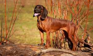 Описание баварской горной гончей с фото: внешний вид и характер собаки, рекомендации по уходу