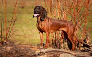 Описание баварской горной гончей с фото: внешний вид и характер собаки, рекомендации по уходу