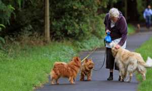 Питомниковый кашель у собаки: причины, симптомы, лечение в домашних условиях и меры профилактики