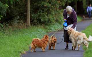 Питомниковый кашель у собаки: причины, симптомы, лечение в домашних условиях и меры профилактики