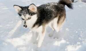 Описание аляскинского кли-кая с фото: особенности породы и рекомендации по уходу за собакой