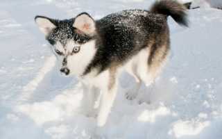 Описание аляскинского кли-кая с фото: особенности породы и рекомендации по уходу за собакой