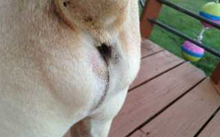 Параанальные железы у собаки: причины и симптомы воспаления, правила чистки, лечение в домашних условиях