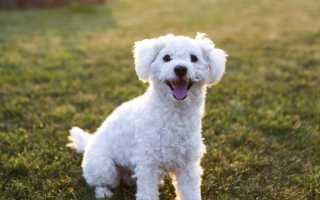 Болоньез: фото, описание внешнего вида собаки по стандарту породы, особенности ухода за итальянской болонкой