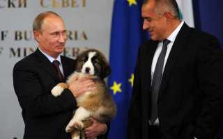 Все собаки Владимира Путина с фото и кличками: питомцы каких пород живут у Президента России?