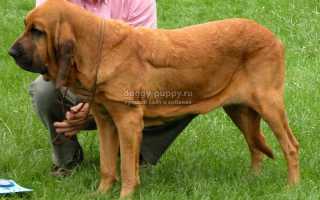 Бладхаунд: фото, цена и особенности