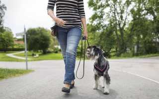 Как самостоятельно подстричь собаку в домашних условиях ножницами или машинкой, что делать, если она не дается?