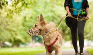 Статьи какого закона определяют ответственность за выгул собаки без намордника и поводка – КоАП или иного?