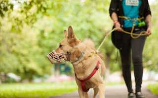Статьи какого закона определяют ответственность за выгул собаки без намордника и поводка – КоАП или иного?