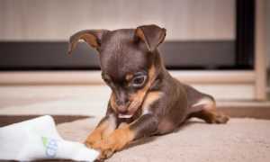 Кормление той-терьера в домашних условиях: чем кормить щенка и взрослую собаку – готовым кормом или натуральной пищей?