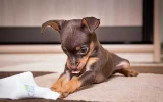 Кормление той-терьера в домашних условиях: чем кормить щенка и взрослую собаку – готовым кормом или натуральной пищей?