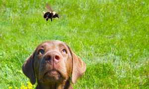 Что делать, если взрослую собаку или щенка укусила оса, как оказать помощь в домашних условиях и чем опасен такой укус?