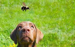 Что делать, если взрослую собаку или щенка укусила оса, как оказать помощь в домашних условиях и чем опасен такой укус?