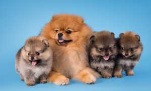 Померанский шпиц: правила содержания и ухода за шерстью, кормление и воспитание щенка