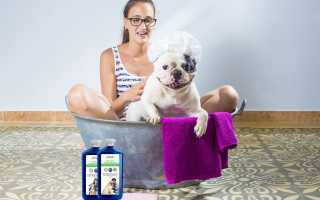 Содержание французского бульдога и уход за ним: чем кормить питомца в домашних условиях и как ухаживать за собакой?