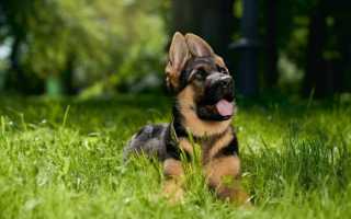 Как правильно выбирать щенка немецкой овчарки: определение породы, отличия от дворняги