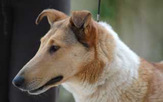 Описание и фото короткошерстного колли, характер гладкошерстной шотландской овчарки, содержание собаки и уход за ней