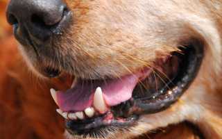 Методы чистки зубов и удаления зубного камня у собак в домашних условиях и в ветклинике