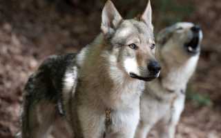 Описание волчьей собаки Сарлоса, похожей на волка: внешний вид, характер и рекомендации собаководам