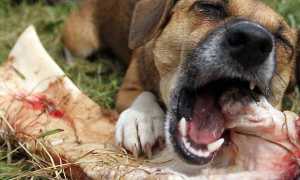 Неприятный запах у собаки изо рта: почему пахнет из пасти питомца, что делать?