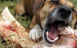 Неприятный запах у собаки изо рта: почему пахнет из пасти питомца, что делать?