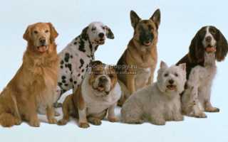 Глисты у собаки: симптомы и лечение