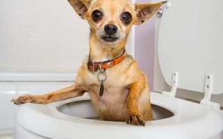 Что делать при поносе у собаки: как лечить в домашних условиях, какое лекарство дать питомцу от жидкого стула?