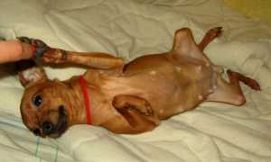 Симптомы опухоли молочной железы и мастопатии у собак с фото, лечение в домашних условиях, прогноз