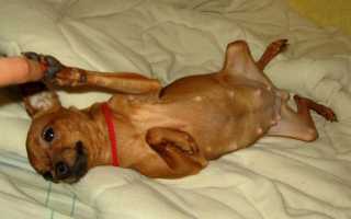 Симптомы опухоли молочной железы и мастопатии у собак с фото, лечение в домашних условиях, прогноз