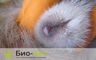 Выделения у собак зеленого, черного и другого цвета из петли, пениса или уретры