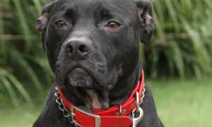 Содержание булли кутты, стандарт породы с фото, характер пакистанского мастифа