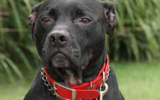 Содержание булли кутты, стандарт породы с фото, характер пакистанского мастифа