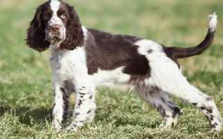 Описание английского спрингер-спаниеля: особенности породы, рекомендации по содержанию и уходу