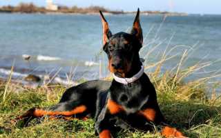 Собаки, выведенные в Германии: названия, фотографии и краткое описание немецких пород