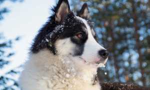 Описание якутской лайки: характеристика породы и рекомендации по уходу