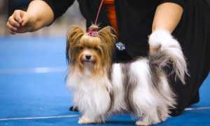 Содержание бивер йорка, описание породы с фото, характер собаки и особенности разведения