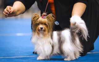 Содержание бивер йорка, описание породы с фото, характер собаки и особенности разведения