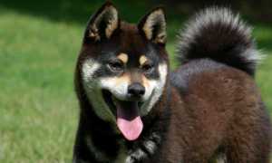 Самые популярные породы японских собак: описания с названиями и фотографиями