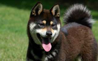 Самые популярные породы японских собак: описания с названиями и фотографиями