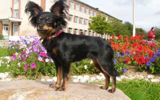 Длинношерстный русский (московский) той терьер: характеристика «лохматой» породы