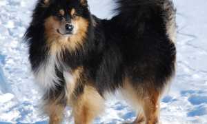 Внешний вид ненецкой лайки по стандарту породы, фото собаки, особенности ухода за оленегонным шпицем