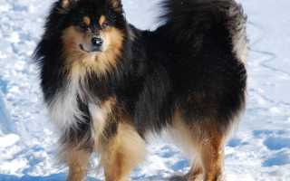 Внешний вид ненецкой лайки по стандарту породы, фото собаки, особенности ухода за оленегонным шпицем