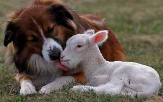 Описание английской овчарки с фото: характеристики, особенности породы, рекомендации по содержанию и уходу