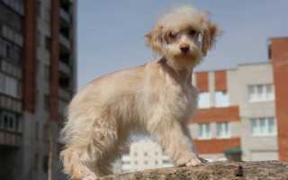 Описание петербургской орхидеи: стандарт породы и фото, характер и особенности ухода, содержание и кормление собаки