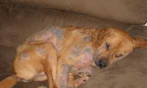 Описание демодекоза у собак: симптомы с фото, причины и лечение в домашних условиях