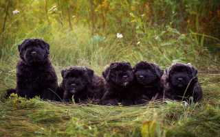 Описание и фото фландрского бувье, особенности породы, условия содержания собаки и уход