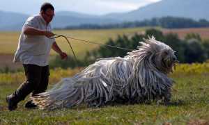 Порода «венгерская пастушья собака»: описание и фото овчарки с дредами, особенности содержания лохматого комондора