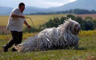 Порода «венгерская пастушья собака»: описание и фото овчарки с дредами, особенности содержания лохматого комондора