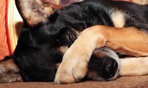 Почему у собаки помутнел или побелел глаз: причины кератита, лечение бельма и других последствий воспаления роговицы